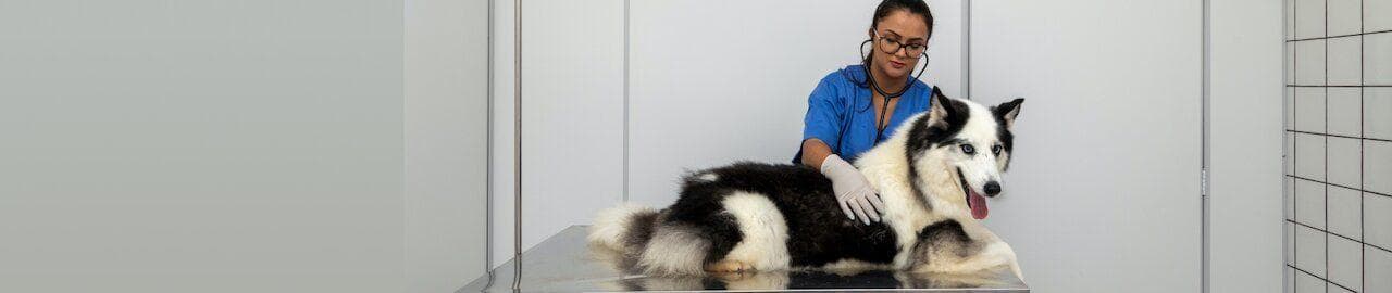 Sick pet veterinary exam